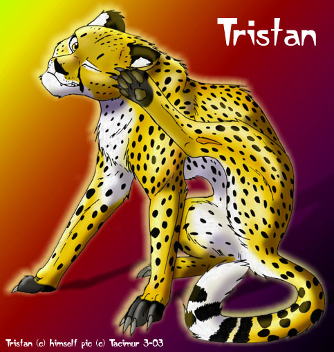 Tristan the cheetah