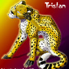 Tristan the cheetah
