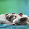 Rat Trio