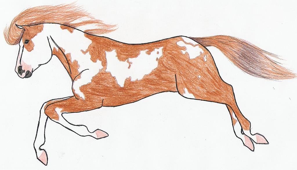 Hidalgo-The Horse