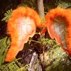 Angel Wings - orange