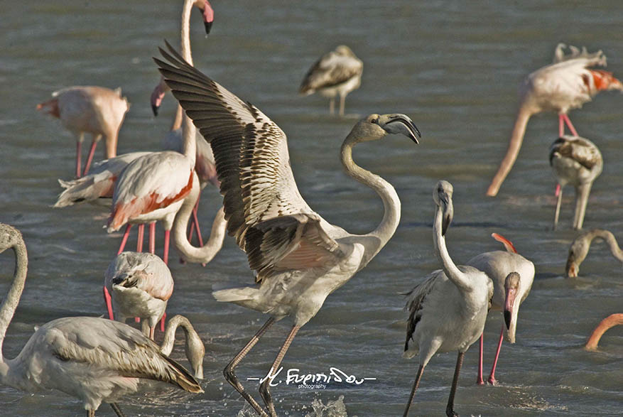 16-12-2018 flamingo at lady's mile salt lake Cyprus