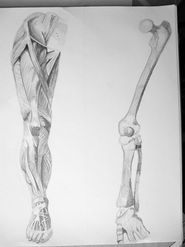 Life Drawing Class - Anatomy - Lower Limb