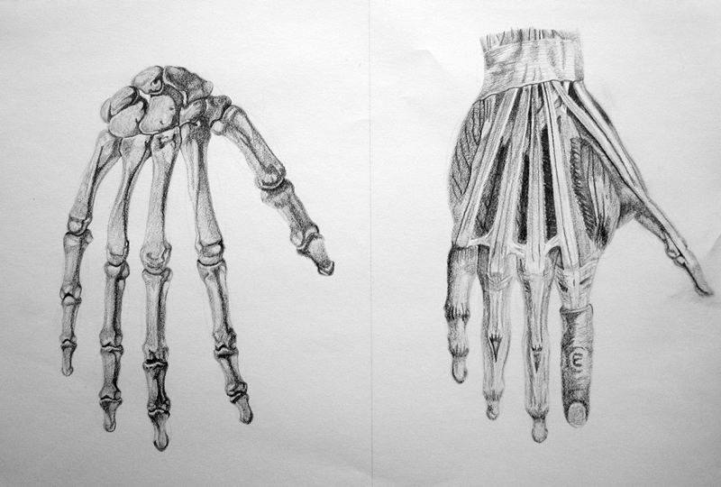 Life Drawing Class - Anatomy - Hand