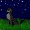 A lioness in long grass under the stars