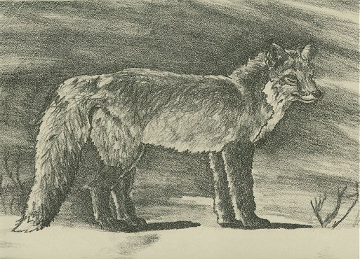 Fox lithograph