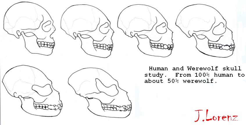 Human to Werewolf skull