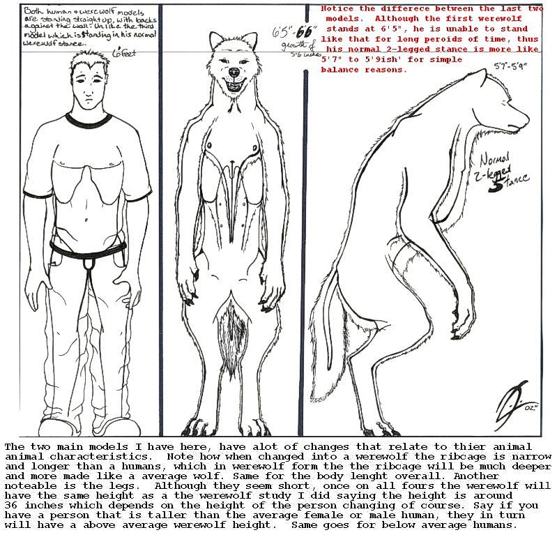 Human/Werewolf Comparison
