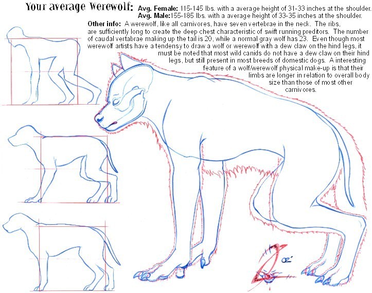 Werewolf Anatomy 101