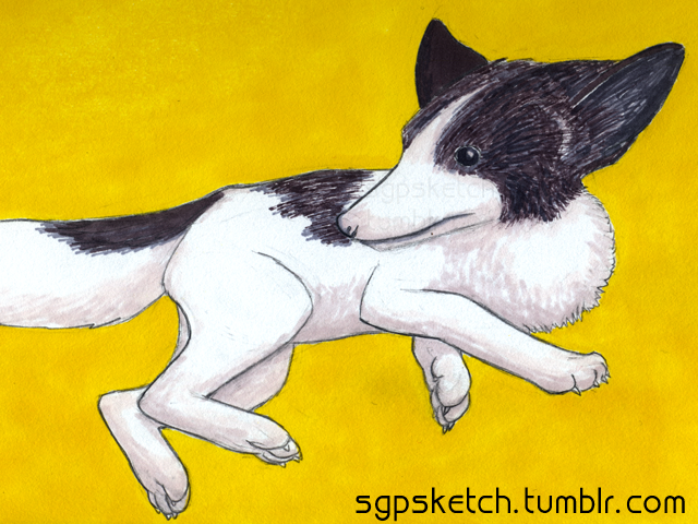 SGP Sketch #304: Black and White Fox