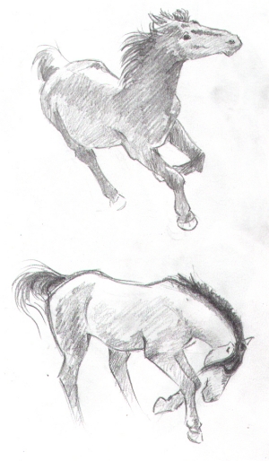 Horse Studies 8