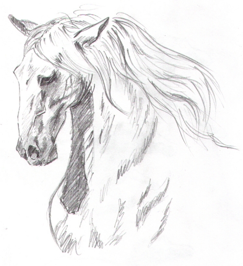 Horse Studies 1