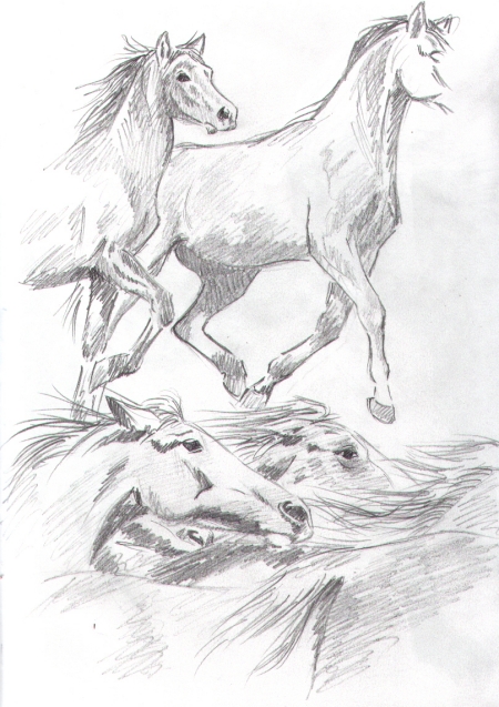 Horse Studies 3