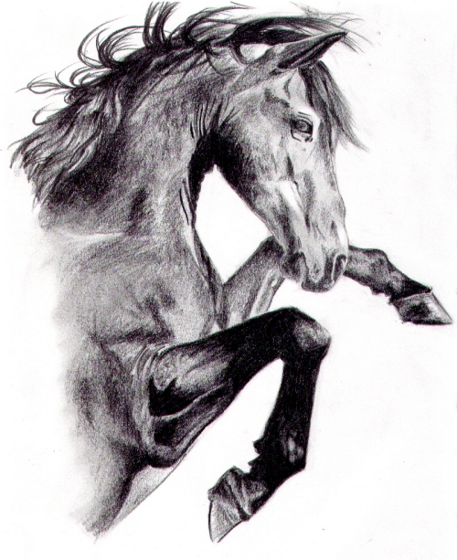 Horse Studies 6