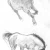 Horse Studies 8