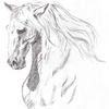 Horse Studies 1