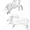 Horse Studies 7
