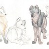 Study wolfer group:)