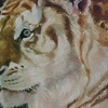 Tiger - close up