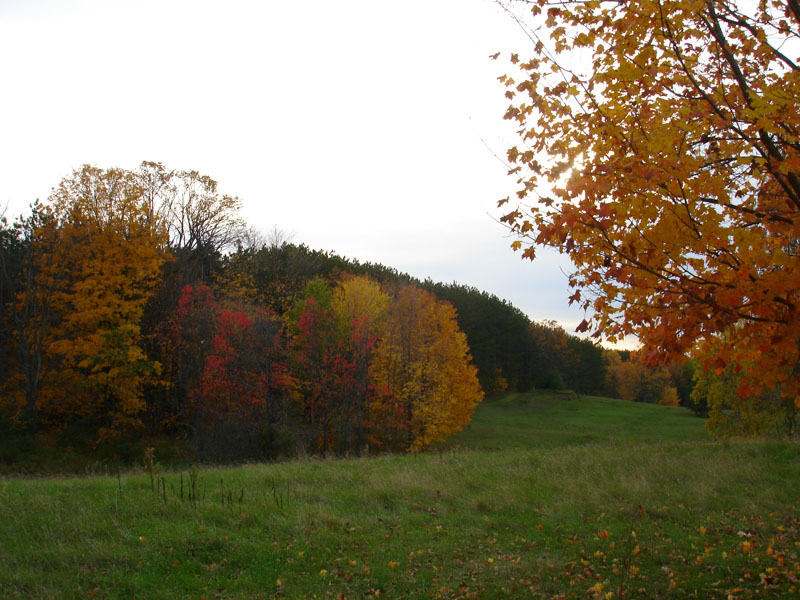 Autumn Woods 12