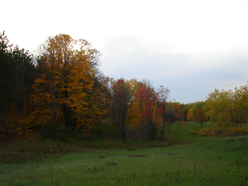 Autumn Woods 13