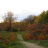 Autumn Woods 11
