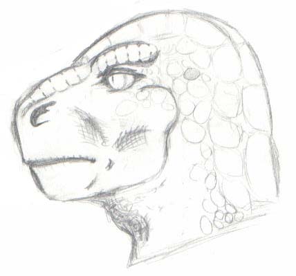 Anatomy Sketch: Reptile Head
