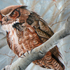 Bateman Great Horned Owl