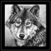 Wolf Portrait Study