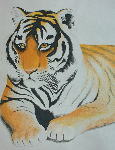 Coloured Pencil Tiger