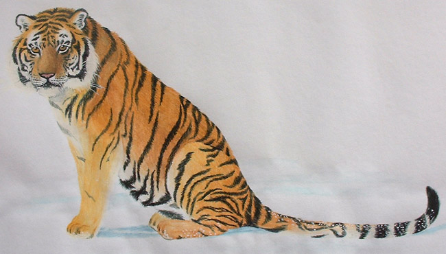 Watercolour Pencil Siberian Tiger