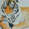 Coloured Pencil Tiger