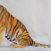 Watercolour Pencil Siberian Tiger