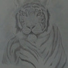 Pencil Tiger