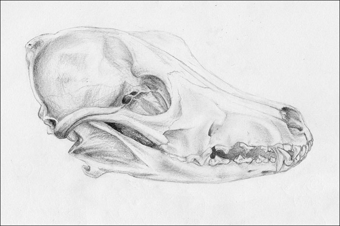 Coyote Skull Study