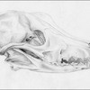 Coyote Skull Study