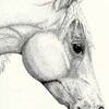 Horse Head Study