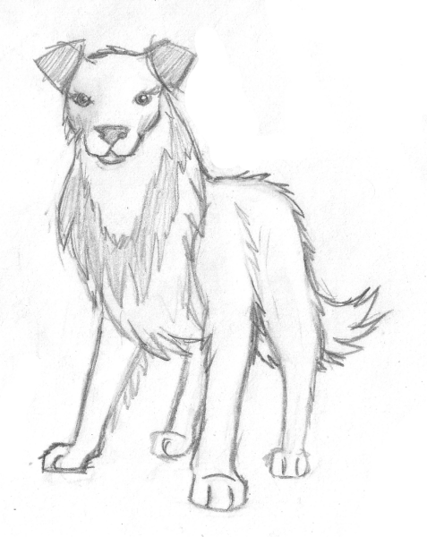 Collie