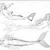 Mermaids