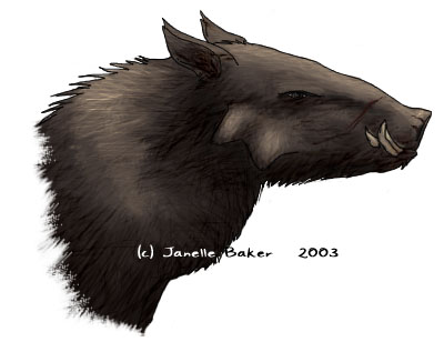 Boar