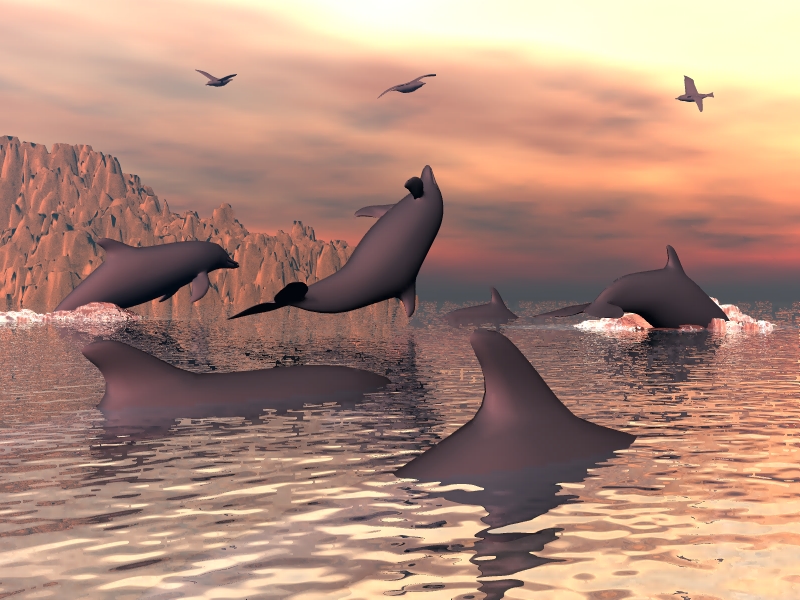 Dolphin Pod