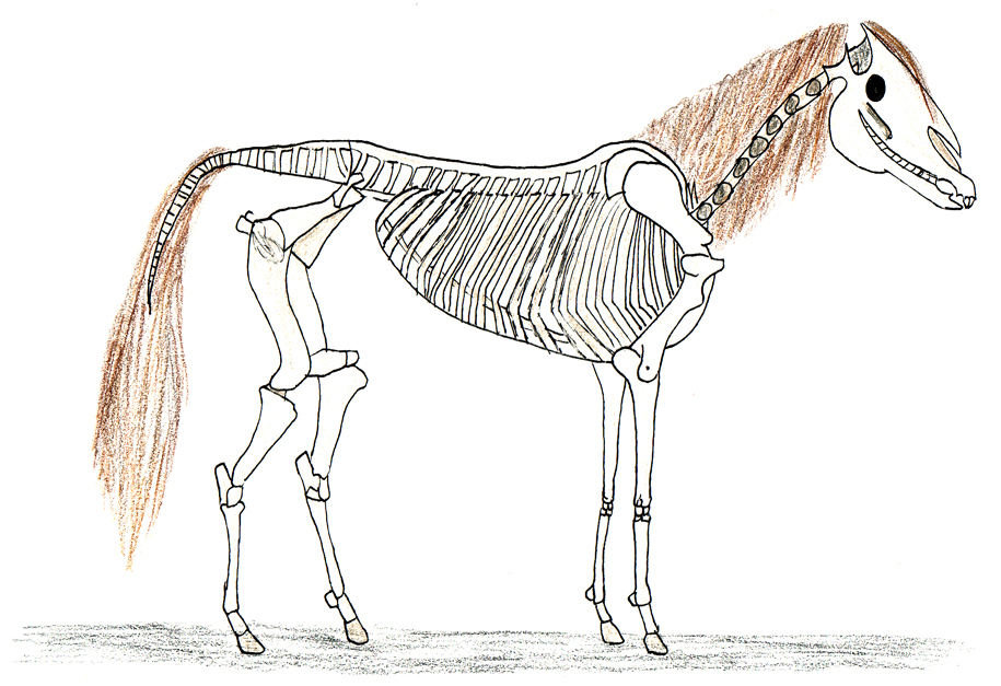 Skeleton Horse