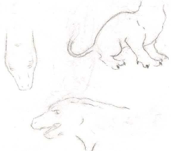 dragon sketches