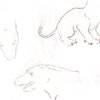 dragon sketches