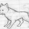 Wolfie Sketch