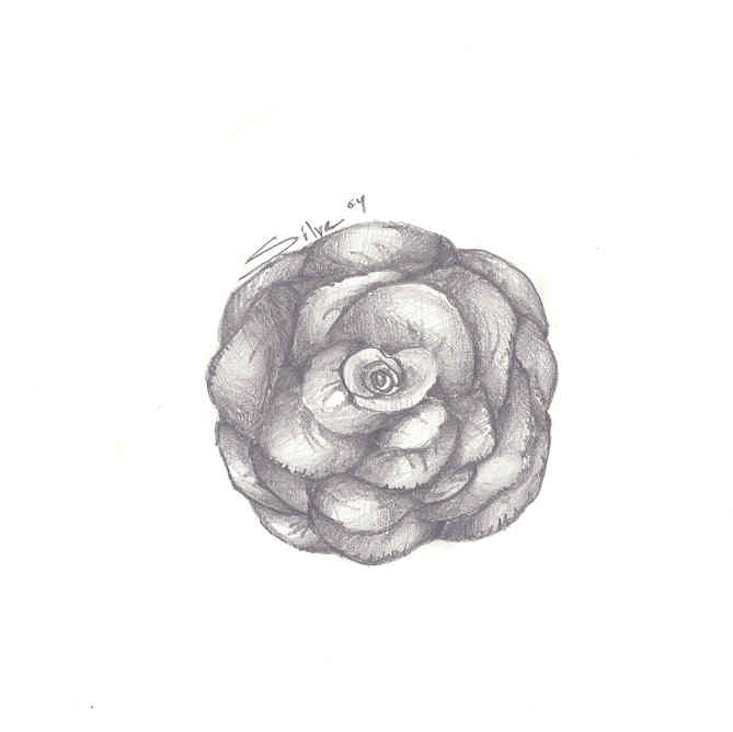 a Rose