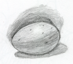 Brown Egg in Pencil