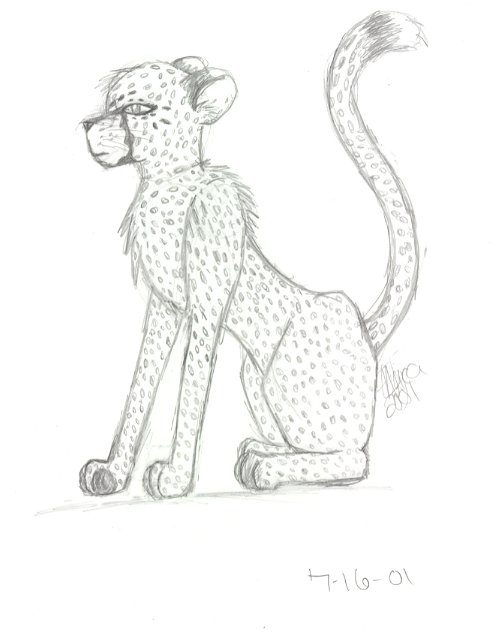 Cheetah