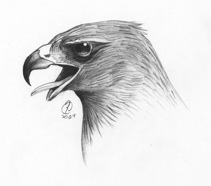 A Hawk Sketch