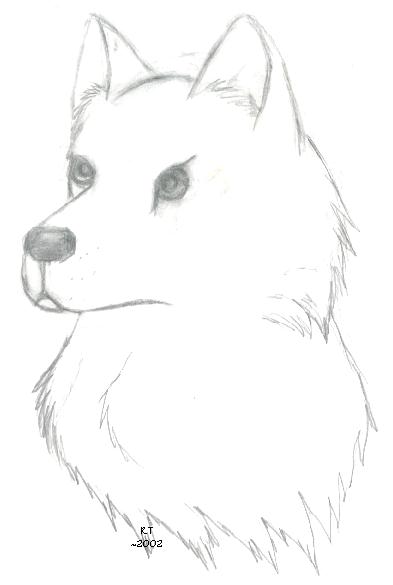 American Eskimo